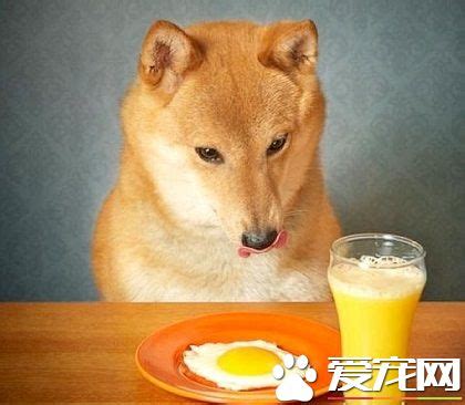 狗狗为什么不能吃生鸡蛋,狗为什么不能吃生鸡蛋呢
