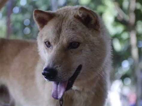 西藏猎犬多少钱,猎犬有多少种