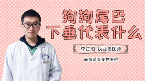 狗狗真假怀孕怎么看,铲屎官如何判断狗狗是否怀孕