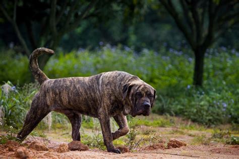 美国恶霸犬价格图片价格多少钱一只,4个点让你了解真正的美国恶霸犬