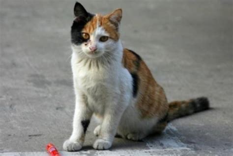 流浪猫护食怎么办,猫护食并非因为馋