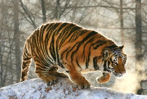 为什么老虎这么厉害,狮子和老虎到底谁厉害