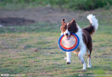 买一只德国牧羊犬要多少钱德牧多少钱一只,穆羊犬多少钱一只