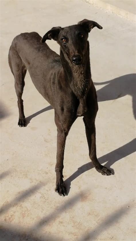 格力犬大包有多少后代,闺蜜当选格力独董