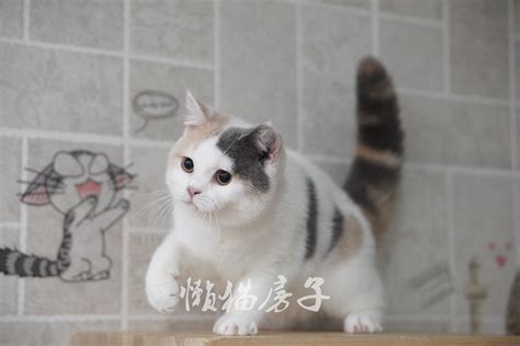 灰色为什么叫高级灰,英短灰色为什么叫蓝猫