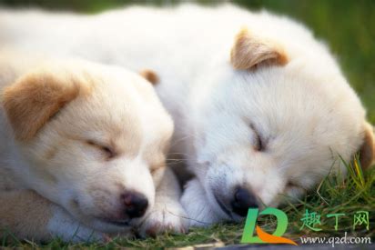 为什么会脚臭女生,狗狗为什么会脚臭