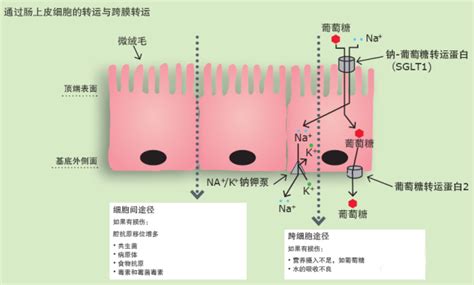 呕吐毒素,15款狗粮测试