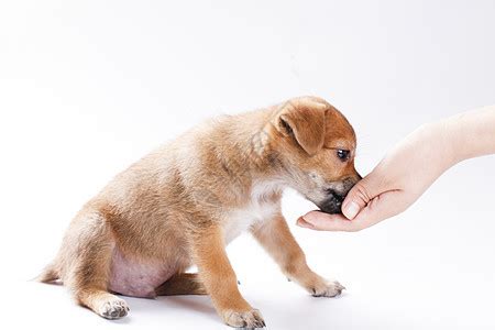 刚出生的比熊卖多少钱一只,如何挑选品相好的比熊犬