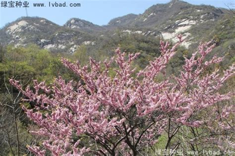 土地绿化草坪用什么,草坪常见的杂草汇总