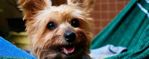 黑色泰迪狗狗多少钱,泰迪多少钱一只