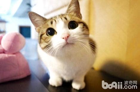 小猫拉稀适合吃什么食物,什么药专治小猫拉稀