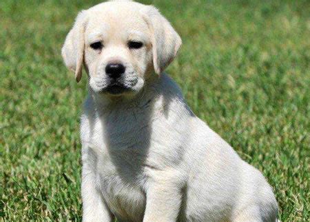 母狗的怀孕期是多少,一般母狗的预产期是63天