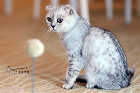 养猫日常.猫不能吃的危险食物,猫怀孕了可以吃什么东西不能吃什么东西吗