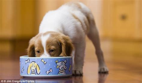 猫能看到颜色嘛,狗能辨别多少种颜色