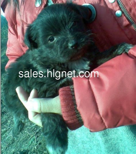 满月的狗狗一次吃多少合适,刚满月的狗一次吃多少