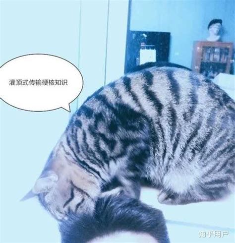 小猫为什么有跳蚤,刚生的小猫有跳蚤怎么办