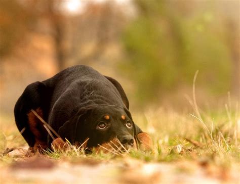 种公罗威纳犬多少钱一只,恶霸犬多少钱一只