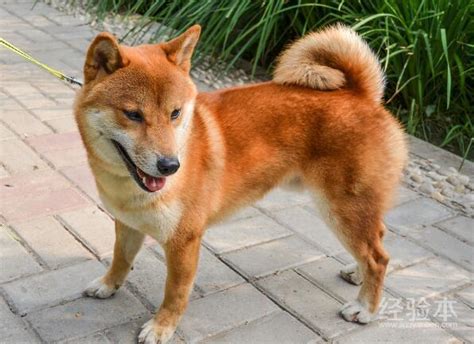 看家护院选择哪种犬比较好有什么好的推荐,看家最好的犬是什么犬