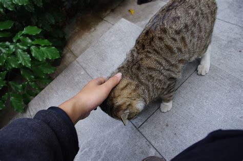 猫为什么会在晚上叫,晚上叫唤的解决方法