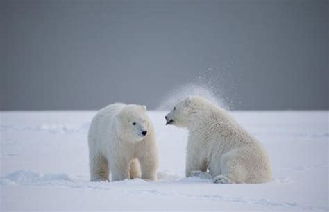 北极熊为什么生活在北极,为什么北极熊不在南极