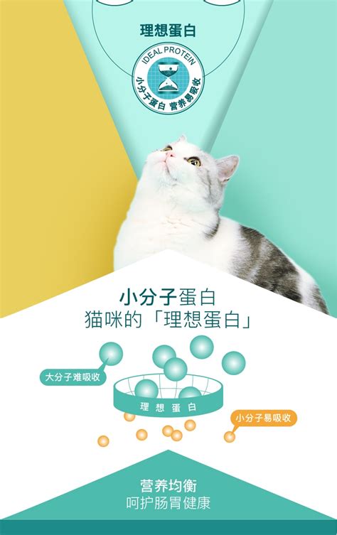 猫咪一天需要吃多少东西,12个月猫吃多少猫粮