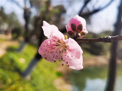 桃花社区视频在线观看免费完整版,洞井街道桃花社区