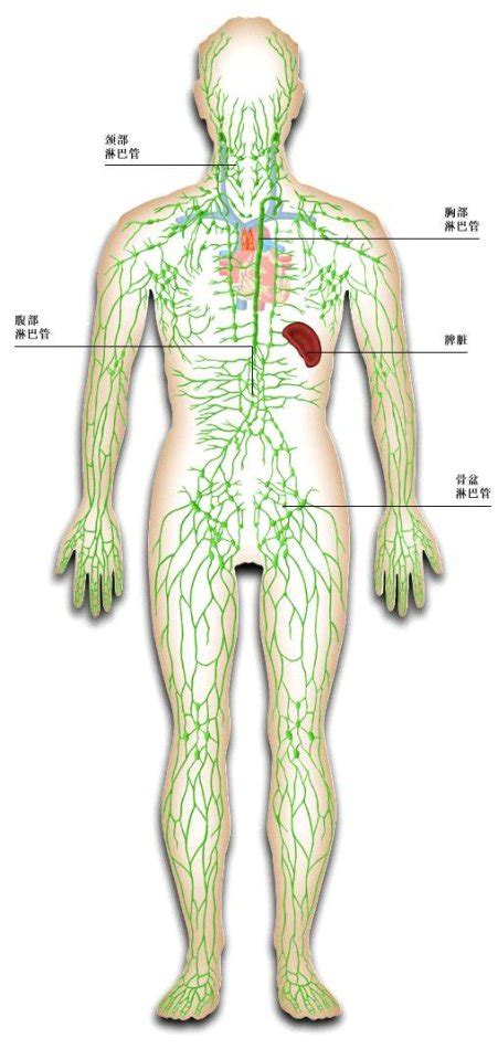 经脉图,人体经络图解大全