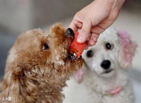 泰迪犬要多少钱,养一只泰迪需要花多少钱
