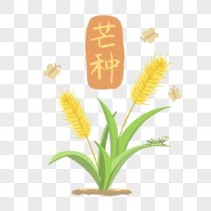 麦芒5 最早的版本,华为麦芒5图赏