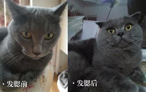 小猫为什么会变胖,怎么阻止家猫越来越胖