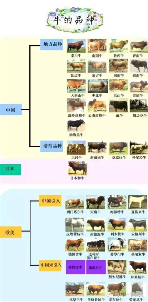 家有法牛法国斗牛犬法斗,异色法牛多少价位