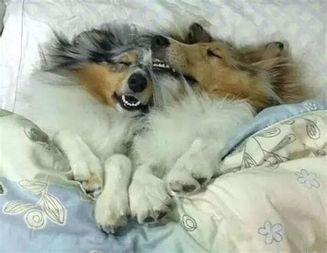 狗狗经常用头蹭你是为什么在地上蹭屁股呢,狗狗为什么在床上蹭