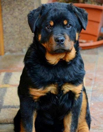 10个月罗威纳买多少,罗威纳价格多少钱一条