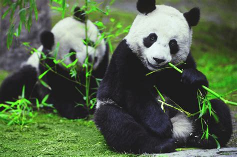 人为什么会灭绝,人类会有灭绝的可能吗