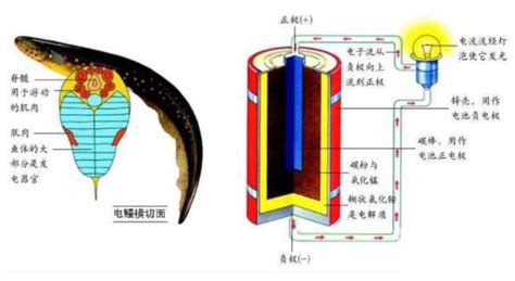 为什么电池放一会就有电,有时候咬一下就突然有电了