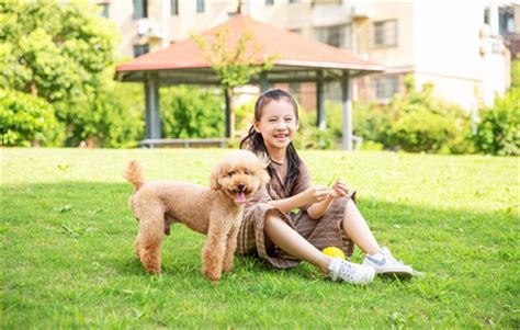 银狐狗吃什么,馋嘴银狐爱上威化饼干