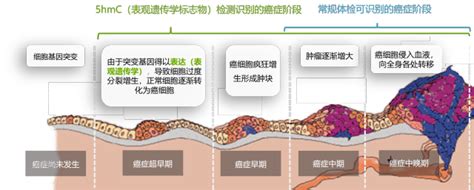 大学临床都学什么,大学时学临床医学都要学什么