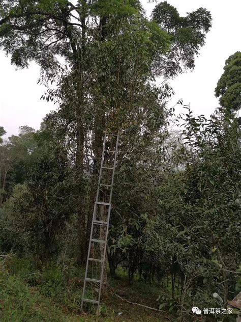 什么叫猫杯状,猫杯状病毒怎么治疗