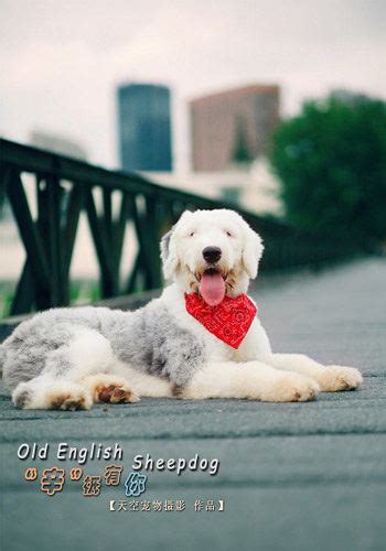 直长毛犬怎么剃毛,长毛犬如何过夏季