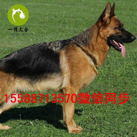 狗狗跑肚拉稀怎么办,狗狗拉肚子怎么办