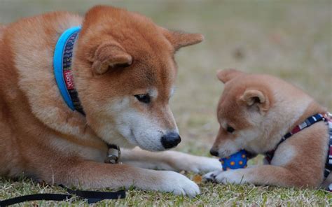 两个月柴犬一天吃多少,如何喂养两个月大的柴犬