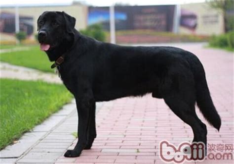 拉布拉多犬一天吃多少,拉布拉多不能吃什么东西