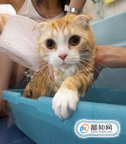 如何正确的给猫猫做内驱虫多久驱虫一次,自己怎么给猫做驱虫