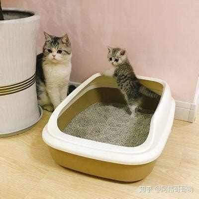 猫为什么猫砂,为什么猫有猫砂
