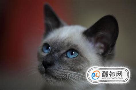 暹罗猫为什么没有卖的,暹罗猫小猫一般多少钱一只