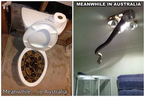 为什么人都怕蛇和蜘蛛,却特别怕老鼠呢