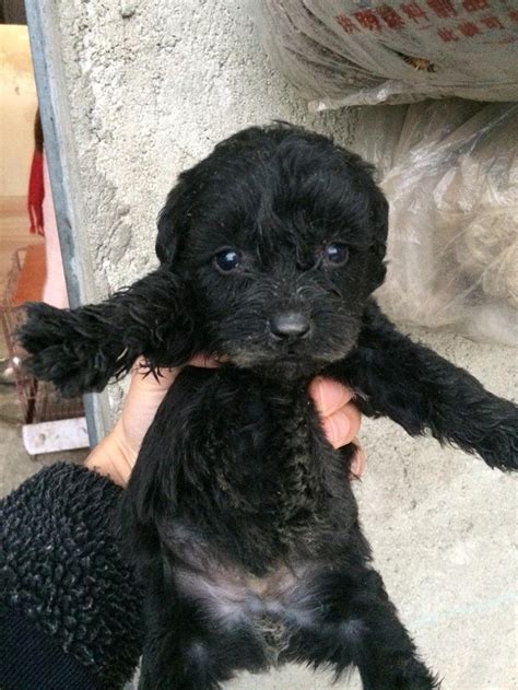 老感觉狗狗不吃饱,狗为什么不能吃饱