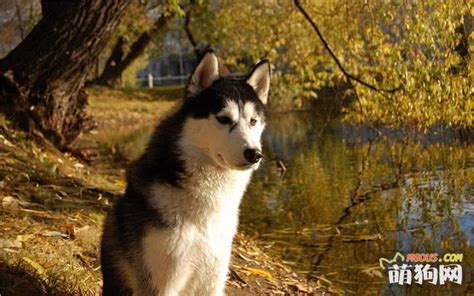 养什么宠物好呢,想养一只宠物