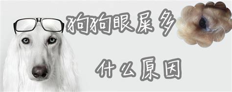 狗狗眼睛有眼屎狗狗有眼屎是什么原因,狗眼睛有绿眼屎怎么回事