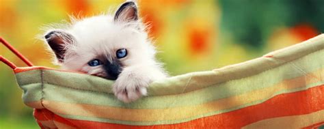 为什么猫要要在衣服上撒尿衣服上有猫尿味,猫为什么会尿衣服